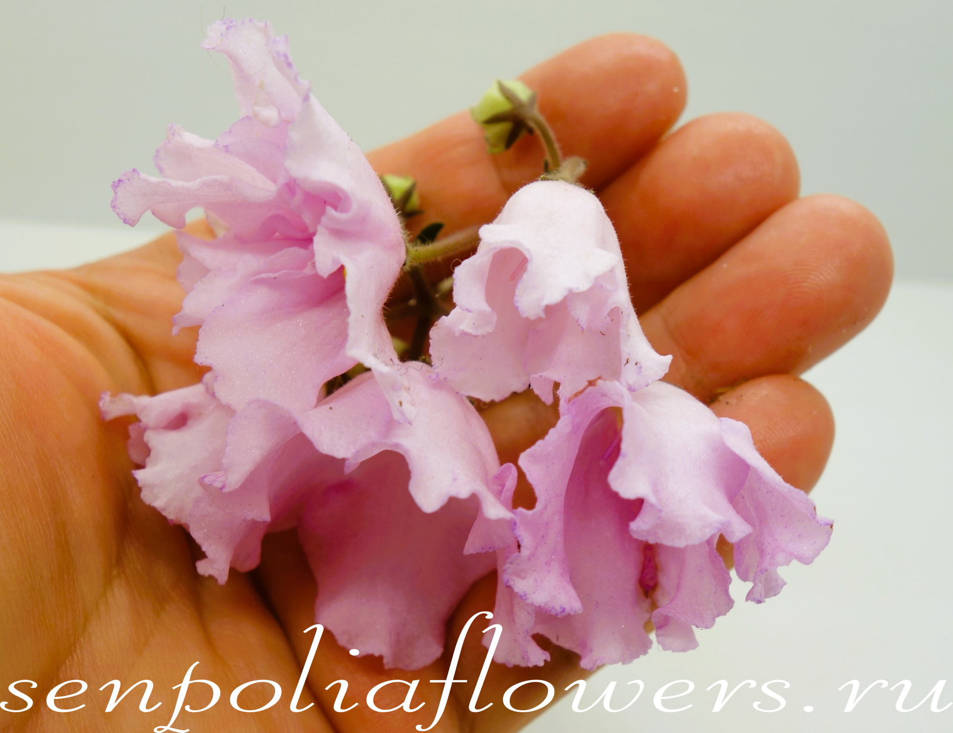 Фиалка Dn-Рожева Конвалiя (Денисенко Д.) 2016г